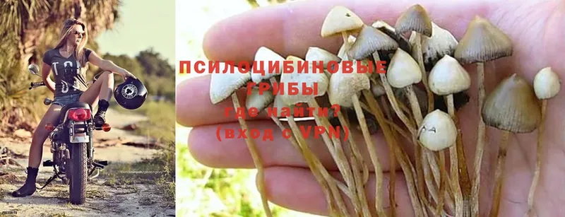 Галлюциногенные грибы Cubensis  Дагестанские Огни 